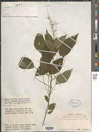 Image result for Acalypha racemosa