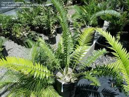 Image result for Encephalartos senticosus