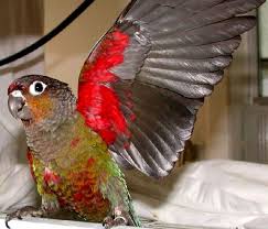 Bird Aviary For Sale Durban Pin On Brilliant Birds