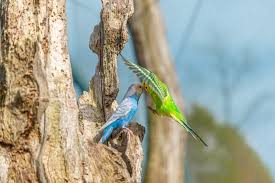 There are, however, a few precautions you must take when serving this veggie to your cat. Can Parakeets Eat Cucumber Best Foods For Parrots Petshoper