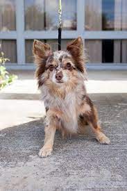 Maybe you would like to learn more about one of these? Adopt St Clair On Petfinder Chihuahua Merle Chihuahua Chihuahua Puppies