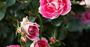 Roses infected by begomovirus show leaf curling, leaf distortion and dwarfing. Rose Pests And Diseases How To Treat Aphids And Black Spot Homelife