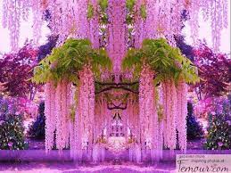 Check spelling or type a new query. Weeping Willow Tree Wisteria Garden Beautiful Flowers Purple Wisteria