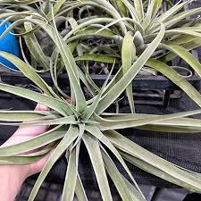 Image result for Buchnera capitata