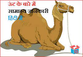 Ncert solutions for class 10 hindi sanchayan. à¤Š à¤Ÿ à¤• à¤¬ à¤° à¤® à¤° à¤šà¤• à¤œ à¤¨à¤• à¤° Camel Information In Hindi Knowledge Dabba