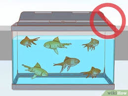 To treat fin rot, contain the disease by cleaning the tank and accessories in hot water and soaking if the fin rot doesn't improve in a few days, try an antibacterial fin rot treatment. How To Treat Fin Rot 10 Steps With Pictures Wikihow