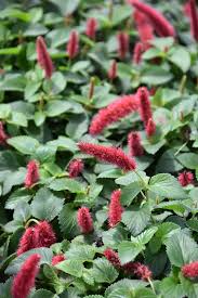 Image result for Acalypha welwitschiana