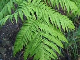 Image result for Haumaniastrum suberosum