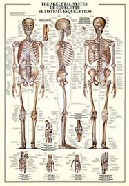 Details About The Skeletal System Human Body Anatomy Huge Scientific Wall Chart Poster