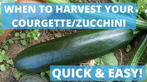 Oh, about 2 hours, said the fisherman. When To Harvest Courgettes Zucchini Uk Worldwide Quick Easy Youtube