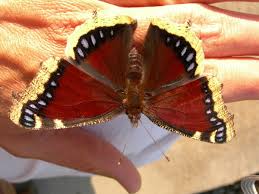 See full list on entnemdept.ufl.edu The Lifecycle Of The Mourning Cloak Caterpillar To A Butterfly Owlcation