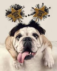 Happy New Year Happy New Year Dog English Bulldog Pictures Most Beautiful Cat Breeds