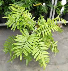 Image result for Blechnum tabulare