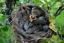 Birds With Their Nests Pictures Baby Birds In Their Nest Angry Baby Birds Starlings Couple Of Days Before Fly Ad Nest Angry Baby Birds Baby Ad Baby Bird Angry Baby Birds