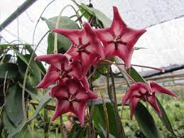 See full list on bobsmoleys.com Hoya Macgillivrayi Rooted Cutting Tropics Home