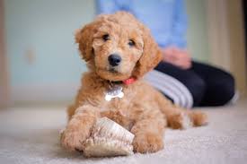 (st.lucie county) pic hide this posting restore restore this posting. Home Raised Goldendoodle Puppies For Sale Peters Puppies