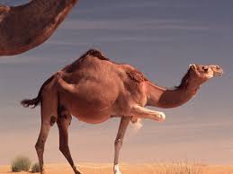 Therefore a camel is a strong animal, this is a conclusion. When And Where Were Camels Domesticated