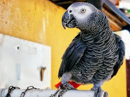 Carioca De Cabinda African Grey African Photo