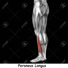 The back consists of the spine, spinal cord, muscles, ligaments, and nerves. Conceptual 3d Human Back Lower Leg Muscle Anatomy Isolated On Black Background Stock Photo Picture And Royalty Free Image Image 83559059