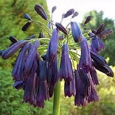 Image result for Agapanthus inapertus