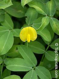 Image result for Arachis