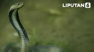 Video ular cobra terbesar di dunia sepanjang sejarah. Mengenal Siklus Hidup Ular Kobra Global Liputan6 Com
