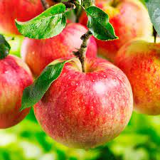 Plums, cherries, peaches, apricots and hardy kiwis grow well in some areas of zone 6, but may not be consistent and prolific fruit bearers. Fruit Trees For Cold Hardiness Zone 6 Average Minimum Temperature Of Online Orchards