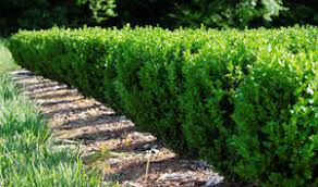 Image result for Buxus nyasica