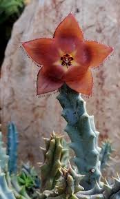 Image result for Tridentea marientalensis