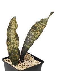 Image result for Sansevieria kirkii