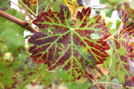 Image result for Grapevine leafroll virus