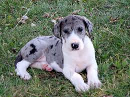Contact shannon by email at beefcakedanes@aol.com or, by phone at: Mantle Merle Baby Merle Great Danes Great Dane Dog Show