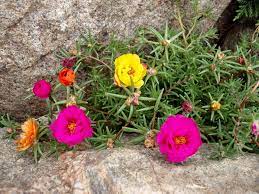 La portulaca è un genere di piante che annovera più di 100 specie differenti seppur molto simili tra loro. Portulaca Portulaca Oleracea Piante Annuali La Coloratissima Portulaca