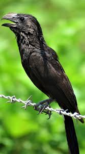 Black Bird With Large Orange Beak About Wild Animals Picture Of A Groove Billed Ani Love Birds Pretty Birds Animals Wild