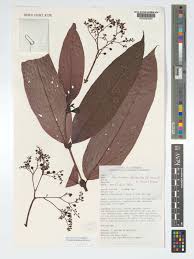 Image result for Pauridiantha