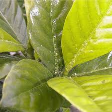 Image result for scale on plant