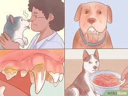 Why does my dog's breath smell like metal? 3 Ways To Keep Your Dog S Breath Fresh Wikihow Pet