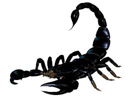 Scorpions are arthropods — a relative of insects, spiders and crustaceans. Scorpion Png Image Scorpion Animals Scorpion Tattoo