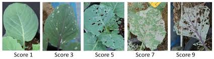 What do white cabbage moths eat? Frontiers Glucosinolate Profiles In Cabbage Genotypes Influence The Preferential Feeding Of Diamondback Moth Plutella Xylostella Plant Science
