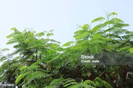 Image result for Fabaceae subfamily Caesalpinioideae