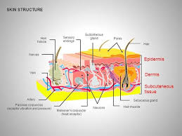 Skin Structure Diagrams Authorstream