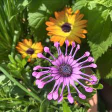 Image result for foto Osteospermum