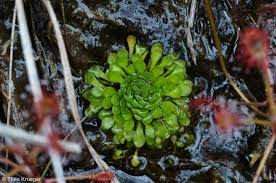 Image result for Genlisea margaretae