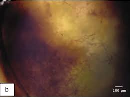 Teluk laikang is an accommodation in southern sulawesi. Shoots Length Of K Alvarezii In Several Auxin Cytokinin Formulation Download Scientific Diagram