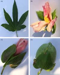 Image result for Gossypium triphyllum