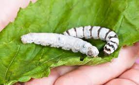 Them to the fridge to store until the mulberry leaves are flush again. Silkworms As Pets Burke S Backyard