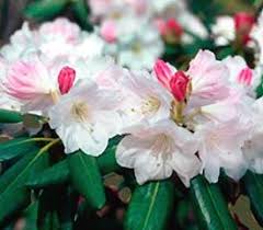 R Nestucca Rhododendron Plant Rhododendron Garden Shrubs
