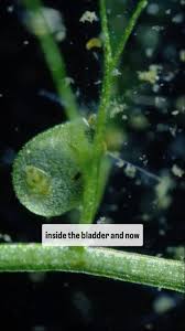 Image result for Utricularia striatula