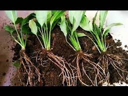 How To Propagate Peace Lilly How To Multiply Peace Lilly Spathiphyllu Peace Lilly Plant Peace Lily Plant Peace Lillies