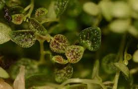 Image result for Elaphoglossum mildbraedii